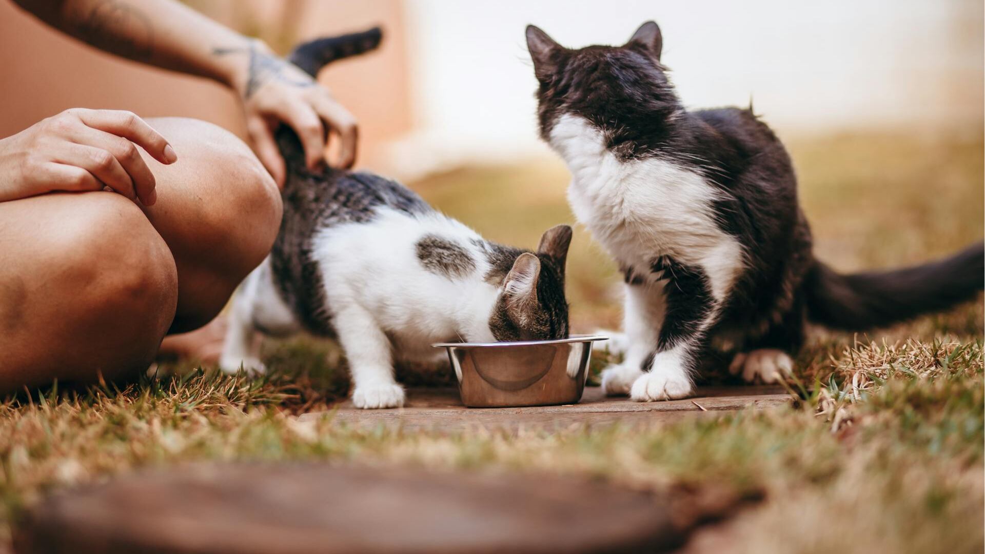Nutrición y cuidados preventivos: cómo garantizar la longevidad de los gatos según expertos. (Foto: Royal Canin)