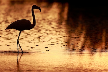 La Cámara de Representantes de