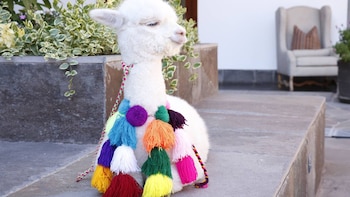 Día Nacional de la Alpaca,