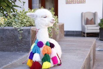 Día de la Alpaca