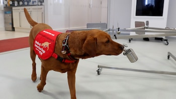 El rol protagónico de los perros a la hora de detectar COVID-19 en la transpiración