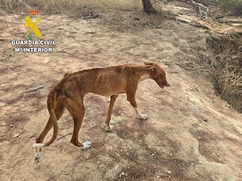Maltrado animal en Ibiza: hallan un perro muerto y otros totalmente desnutridos, sin comida y rodeados de suciedad (GUARDIA CIVIL)