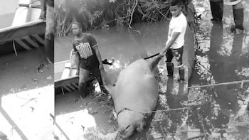 El elefante marino que avistaron