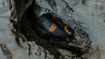 La serpiente coralillo es una de la más venenosas del sur de México. (Captura de Pantalla/YT, tvunam)