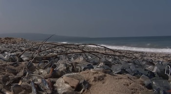 Vista de una playa con miles de organismos marinos 'Velella Velella' azules y transparentes en la arena, junto a un tronco, con el océano al fondo
