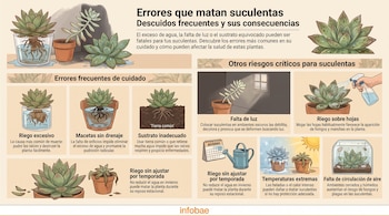 Infografía con título y subtítulo, ilustraciones de suculentas, macetas, agua, tierra, sol, calendario, rociador, plagas y texto explicativo.