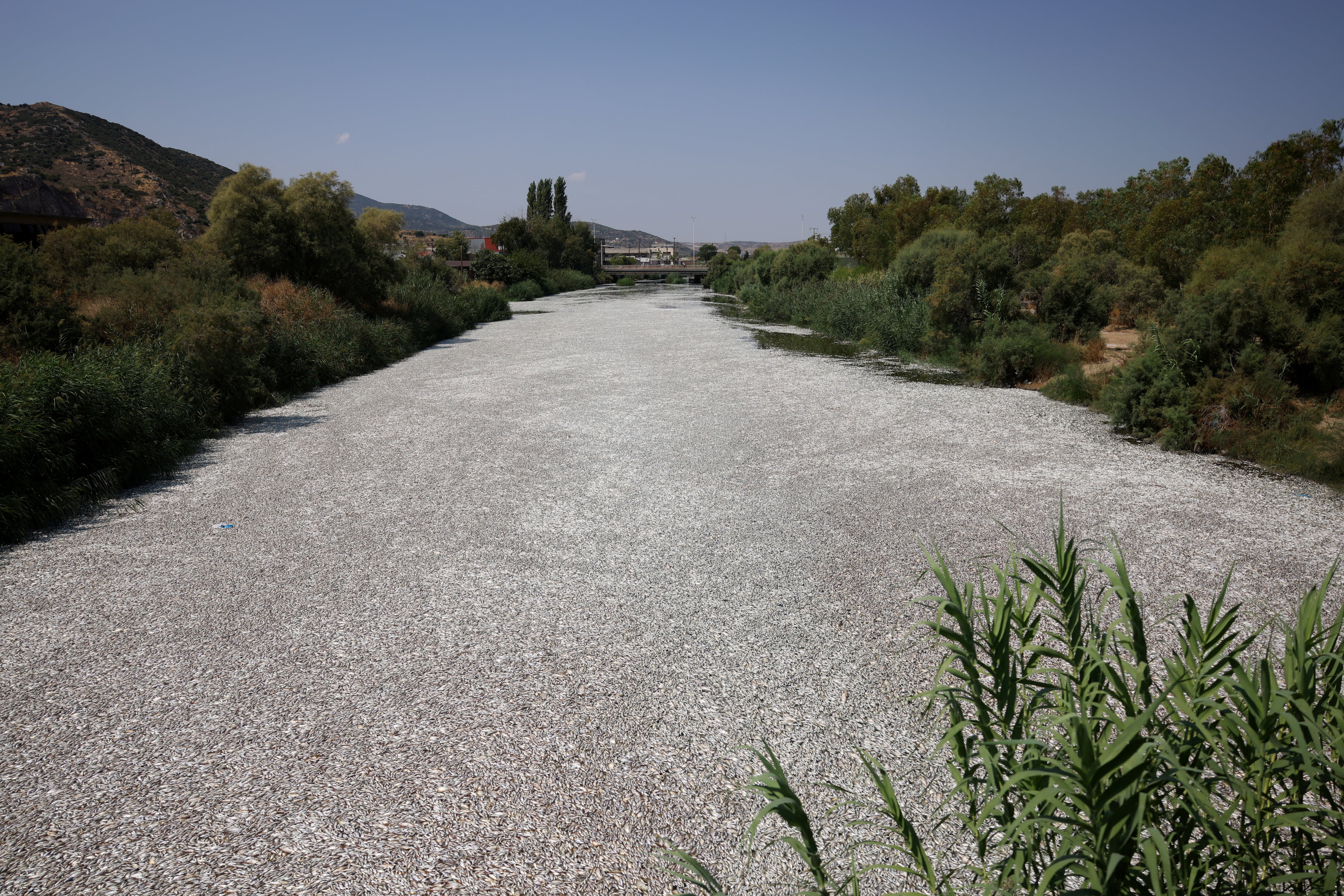 Más de 100 toneladas de peces muertos fueron recogidos en Volos y sus alrededores. (REUTERS/Alexandros Avramidis)