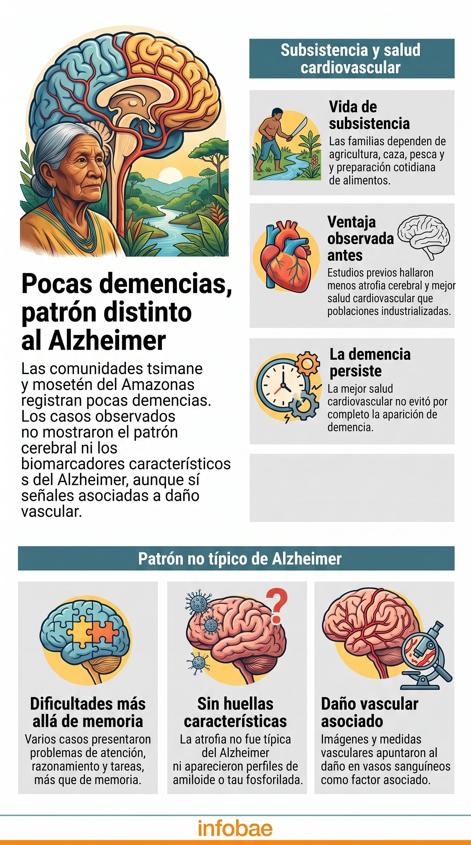 Una infografía de Infobae detalla que las comunidades tsimane y mosetén del Amazonas registran demencias asociadas a daño vascular y no al patrón del Alzheimer. (Imagen Ilustrativa Infobae)
