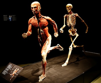 En la Universidad de Heidelberg, Gunther von Hagens desarrolló la idea de la plastinación al preguntarse si era posible introducir plástico dentro del espécimen (REUTERS/Arnd Wiegmann)