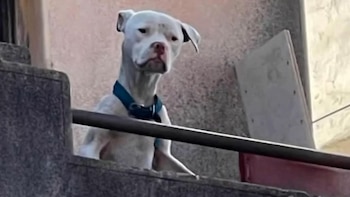 Un perro dogo argentino blanco con un collar azul, mirando hacia abajo desde lo que parece ser un balcón o una ventana, con expresión seria