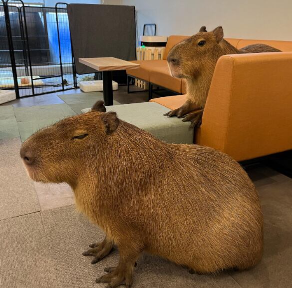 Los capibaras se han vuelto populares debido a su comportamiento tranquilo y a su habilidad para convivir con otras especies. (Instagram/cafe_capiba)