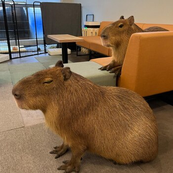 Los capibaras se han vuelto