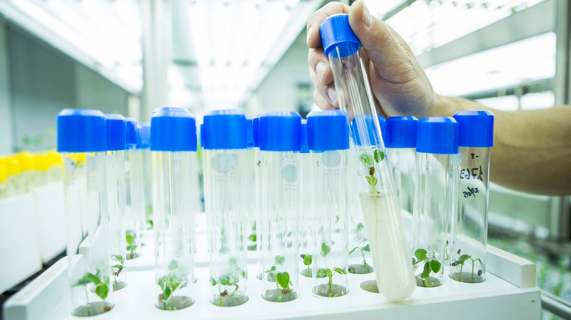 El proceso se desarrolla en un contexto de disputas internas y caída en el valor de las acciones del holding agroindustrial