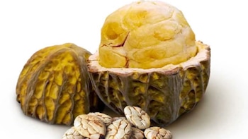 El macambo, “hermano” amazónico del