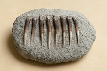 La selección de partes específicas