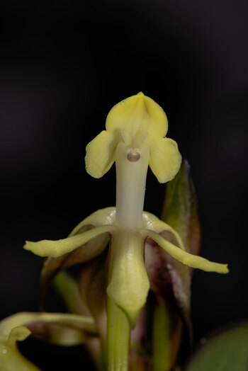 La orquídea Epidendrum aurimurinus descubierta