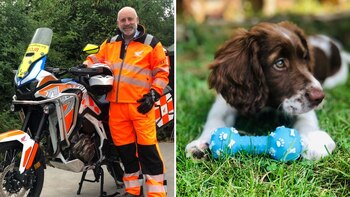 Los perros reciben sangre que