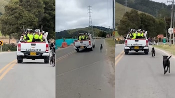 Ejército Nacional desmintió supuesto abandono de dos perros en una vía cerca a Bogotá: “Amamos y protegemos a los animales”
