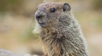 Aunque la ciencia no respalda