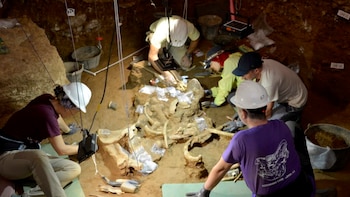 Encuentran en Barcelona los primeros rinocerontes de la península Ibérica: dos esqueletos de hace 200.000 años en extraordinarias condiciones