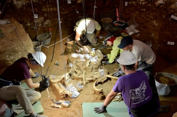 Cuatro personas con cascos excavan un esqueleto de animal grande en una cueva, usando herramientas, luces y cubos. Hay bolsas de muestras y cuerdas