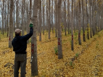 Investigadores confirman que la madera