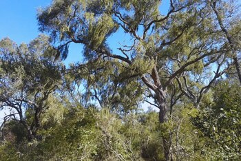 Una de las contribuciones más