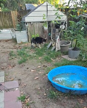 Veterinarios pronto se dieron cuenta