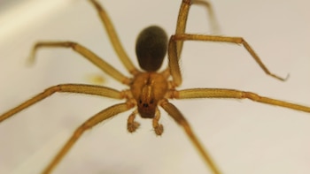 La picadura de una araña