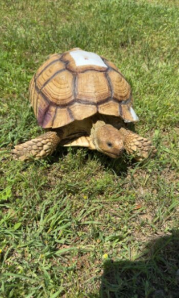 Tiffany dijo que se siente