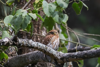 (GUATEMALA).- Fotografía que muestra un