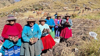 papa - agricultura
