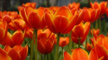 Festival de las Flores de