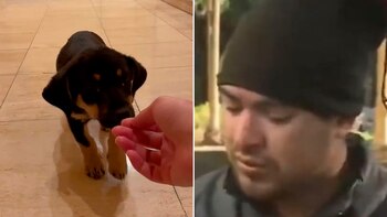 Recoleta: le robó el perro