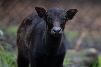 Actualmente, la especie se encuentra