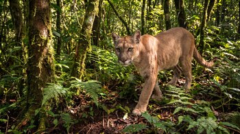 Puma de pelaje marrón claro camina en un bosque con árboles cubiertos de musgo, helechos y abundante vegetación, mirando al frente.