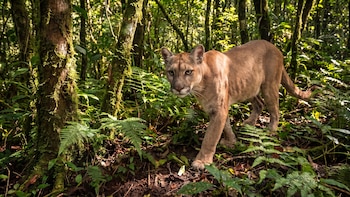 El Salvador busca apoyo global para cuidar a sus felinos