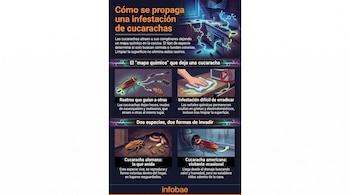 Infografía que muestra la propagación de cucarachas en el hogar, con ilustraciones de insectos, cocina, mano limpiando, grietas, drenaje y texto explicativo.