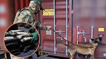 Un perro detector permitió descubrir 999 paquetes de droga ocultos en un contenedor que viajaba de Estados Unidos al Perú