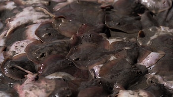 Más de 3.100 picaduras de mantarraya ponen en alerta las playas del sur de California
