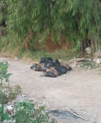 Los vecinos pensaron que eran