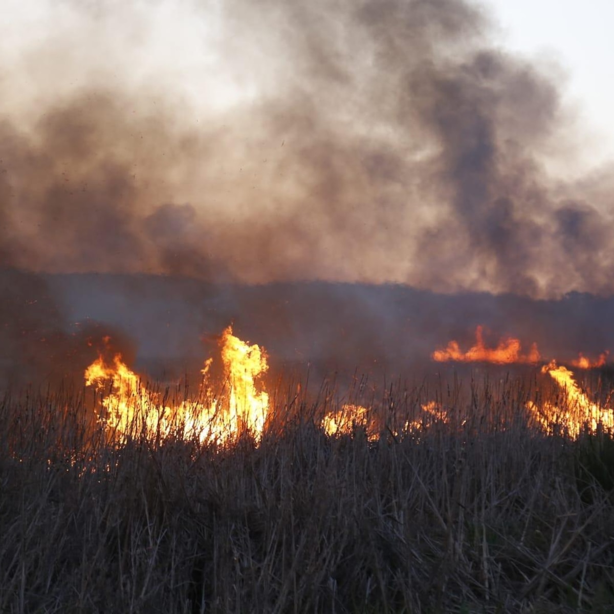 Lavalleja bajo llamas: el incendio en Lavalleja sigue activo este domingo temprano 4 Avance del incendio en Lavalleja