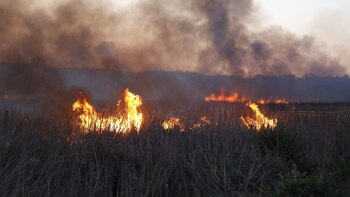 Incendio forestal en Uruguay: los