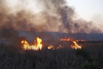 Las llamas se propagaron rápidamente,