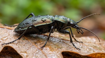 Un escarabajo Carabus blaptoides de caparazón iridiscente con gotas de agua sobre una hoja de roble húmeda. Fondo difuminado verde y marrón.