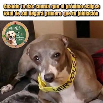 Memes día del maestro foto: