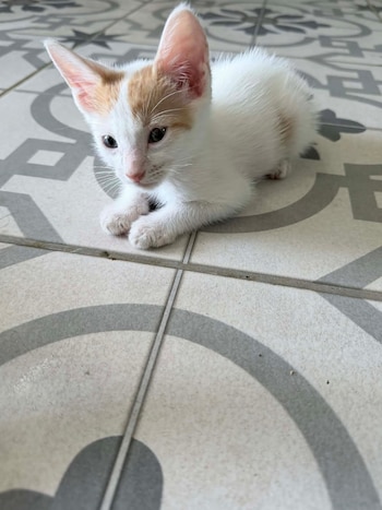 Primer plano de un gatito pequeño, blanco con manchas naranjas en la cabeza y orejas, sentado sobre un suelo de baldosas grises y blancas
