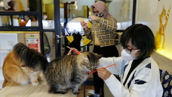 El coronavirus SARS-CoV-2 que genera