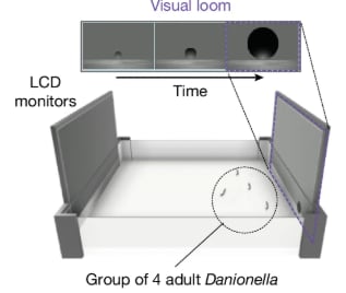 Los ejemplares que nadaban en grupos de cuatro aumentaron su velocidad casi tres veces más que los peces aislados frente a una amenaza simulada (Gentileza, estudio La detección neuronal de acciones sociales dirige el comportamiento de escape colectivo, publicado en Nature)