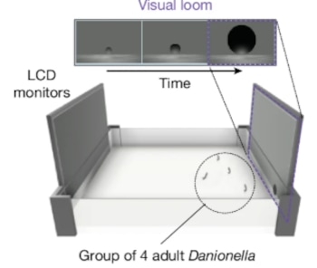 Diagrama de un contenedor con pantallas laterales, cuatro peces en el fondo y una secuencia temporal de un círculo en la parte superior